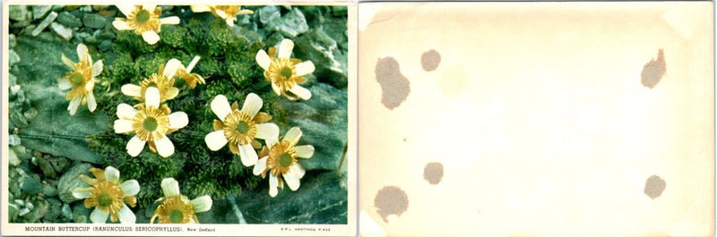 Vintage Postcard Mountain Buttercup Ranunculus New Zealand Alpine Flower Close U Ranunculus