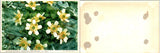 Vintage Postcard Mountain Buttercup Ranunculus New Zealand Alpine Flower Close U Ranunculus