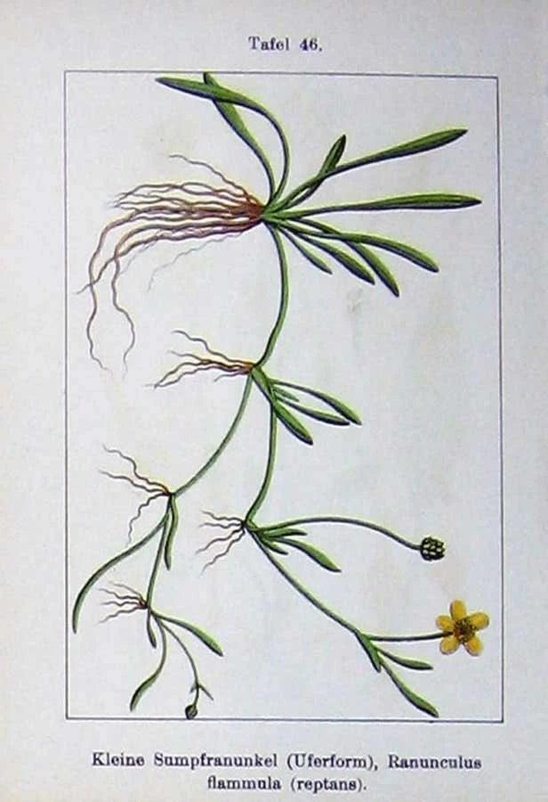 Old Antique Print Flowers Sturms 1901 Kleine Flammula Reptans Ranunculus 20th Ranunculus