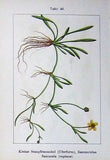 Old Antique Print Flowers Sturms 1901 Kleine Flammula Reptans Ranunculus 20th Ranunculus