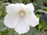 30 WHITE SWAMP ROSE MALLOW SEEDS  ( ALL WHITE FLOWER )  - WILD HIBISCUS Garden Plants