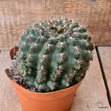 D5909 GYMNOCALYCIUM BALDIANUM OLD pot14-H11-W13 cm MaMa Cactus Green Plant