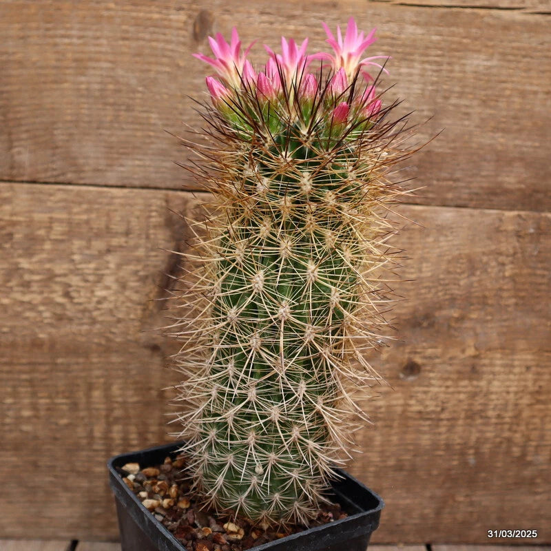 Green cactus plant in black pot with pink blossoms