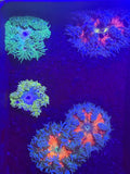 5-Pack Rock Flower Anemone Live Saltwater Coral Assorted Colors Reef Safe Anemone
