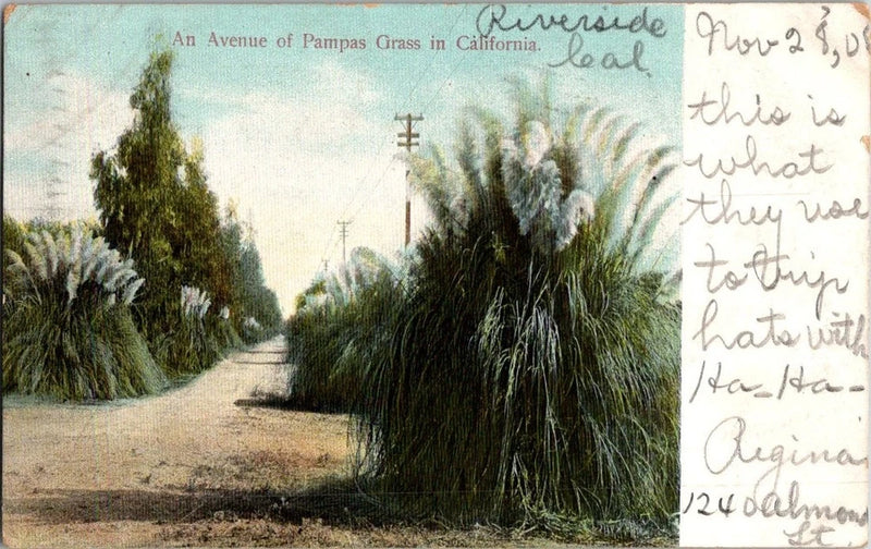 1905 Riverside California Pampas Grass Avenue Vintage Postcard Pampas Grass