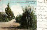 1905 Riverside California Pampas Grass Avenue Vintage Postcard Pampas Grass