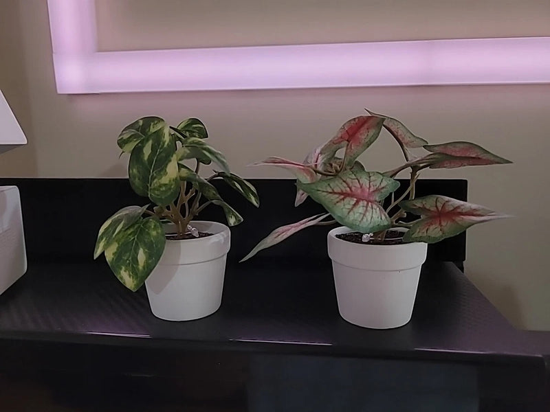 4 x Ashland Artificial Micro Plant Deco Spring Ceramic Potted  4" H Randomly Green Plant