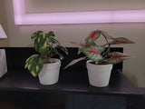 4 x Ashland Artificial Micro Plant Deco Spring Ceramic Potted  4" H Randomly Green Plant