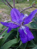 Wild Blue/Purple Rhizomes LIVE Plants Dwarf Offer of 3 Flowering Plants