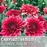 Magic Cranberry Mum Chrysanthemum Seeds 200+ Seeds Mum Flower, Flower Seeds Flowering Plants