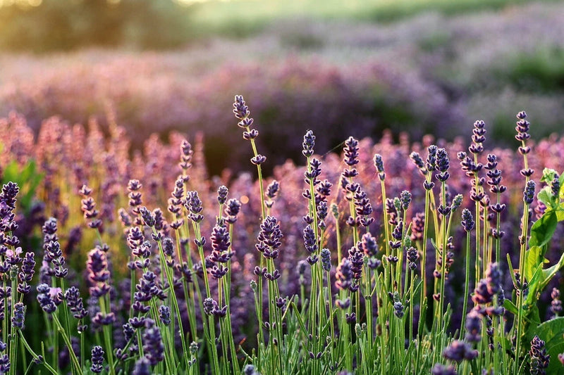 1200+ LAVENDER VERA SEEDS, MOSQUITO INSECT REPELLENT, PERENNIAL FLOWER Flowering Plants