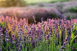 1200+ LAVENDER VERA SEEDS, MOSQUITO INSECT REPELLENT, PERENNIAL FLOWER Flowering Plants