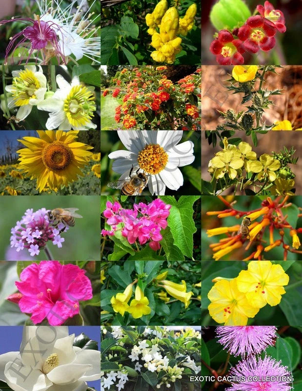 HONEY BEE FLOWER MIX, pollen feed nectar apiary wildflower plants seed -50 seedS Flowering Plants