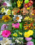 HONEY BEE FLOWER MIX, pollen feed nectar apiary wildflower plants seed -50 seedS Flowering Plants