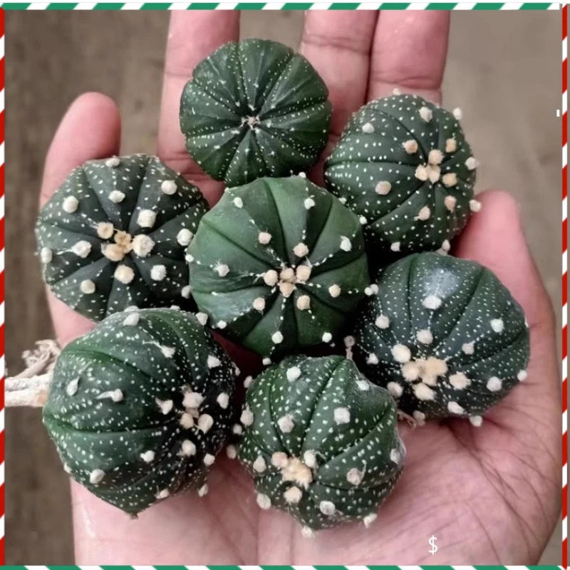 Small potted cactus plant cluster with round green pads and white speckled dots