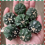 10PCS 5CM Astrophytum asterias cactus plants potted Plants Home Garden Bonsai Garden Plants