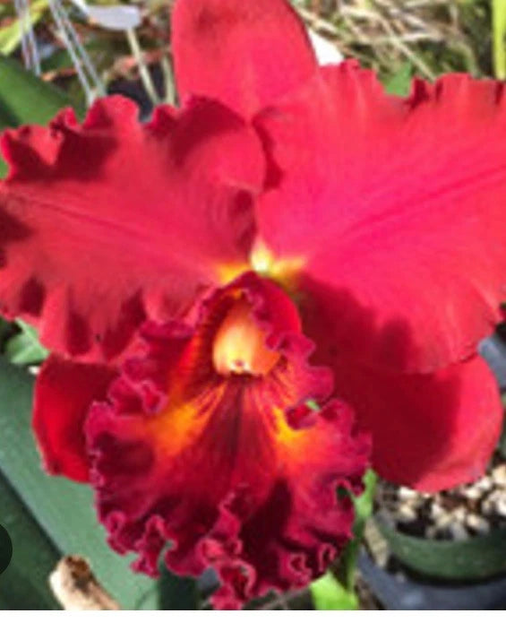 Cattleya orchid flower with deep red petals and golden-yellow center