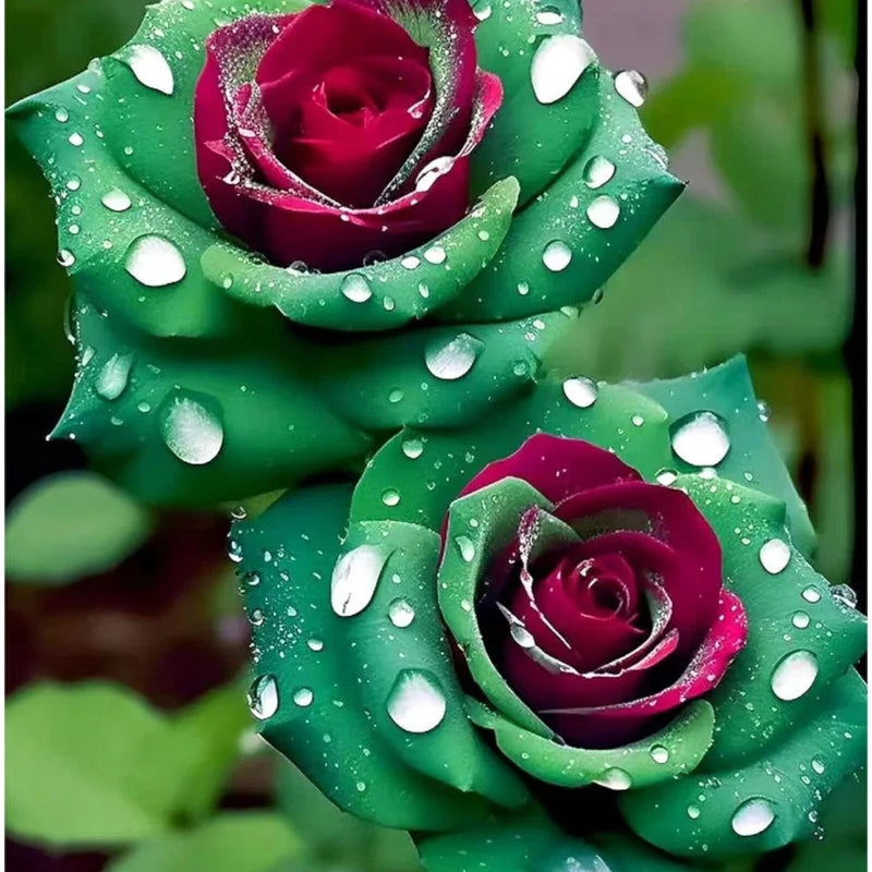20pcs Ruby Green Twin Roses - Captivating Contrasts for Your Garden - Non-GMO Garden Plants