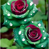 20pcs Ruby Green Twin Roses - Captivating Contrasts for Your Garden - Non-GMO Garden Plants