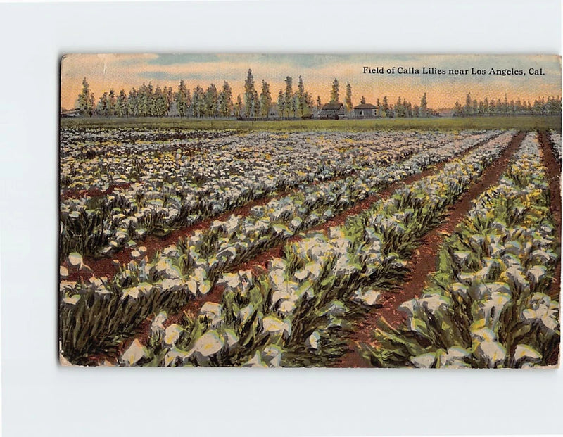 Calla lily field landscape postcard with rows of white flowers and a path