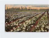 Postcard Field of Calla Lilies California USA Lily