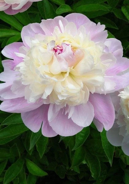 Light purple and white peony flower with ruffled petals on green leaves