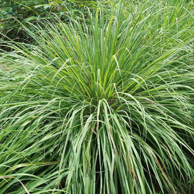 West Indian Lemongrass Seeds | Natural Mosquito Repellent | Fresh Non-GMO Flowering Plants