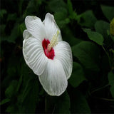 20 SEEDS pure white HIBISCUS flower exotic bush garden/house plant USA Seller Garden Plants