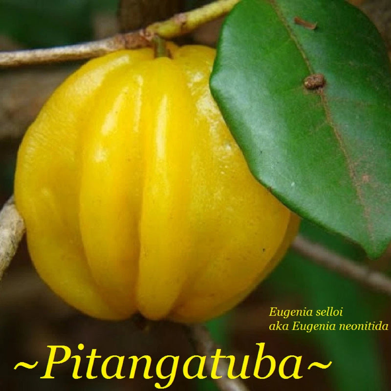 Pitangatuba fruit on tree branch with glossy green leaves