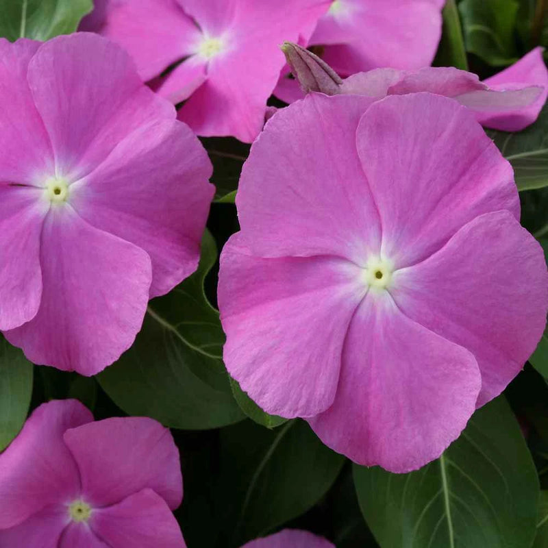 VINCA HOTLIK ORCHID EYE GL 100 SEEDS Orchids