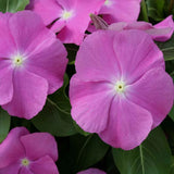VINCA HOTLIK ORCHID EYE GL 100 SEEDS Orchids