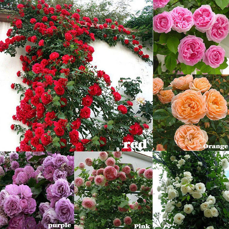 100Pcs Climbing Rose Rosa Multiflora Perennial Fragrant Flower Home Decor Flowering Plants
