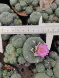 6-9cm Succulent Plant cactus home potted Garden beautiful Plants  WYSIWYG Garden Plants