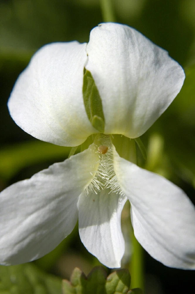 15 White Flowered Blue Violet seeds ~ Viola sororia ~ Native *Free US Shipping* Garden Plants