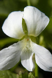 15 White Flowered Blue Violet seeds ~ Viola sororia ~ Native *Free US Shipping* Garden Plants