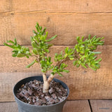 D5631 CRASSULA GOLLUM pot12-H25-W34 cm MaMa Cactus Green Plant
