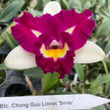 Rlc Chyong Guu Linnette 'Smile' Blooming size cattleya orchid hybrid.... Orchids