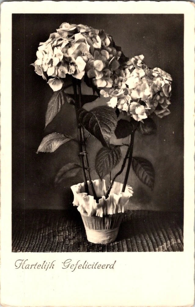 Vintage Real Photo Postcard: Hydrangeas "Hartelijk Gefeliciteerd" - Netherlands Hydrangea