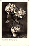 Vintage Real Photo Postcard: Hydrangeas "Hartelijk Gefeliciteerd" - Netherlands Hydrangea