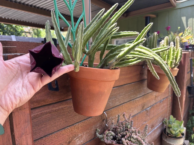 STAPELIA LEENDERTZIAE BLACK BELL Rooted Live Cactus Texas US Flowering Plants