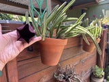 STAPELIA LEENDERTZIAE BLACK BELL Rooted Live Cactus Texas US Flowering Plants