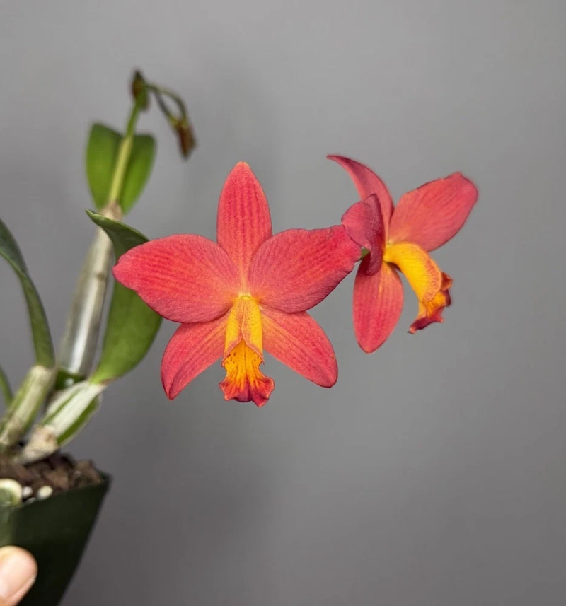 Red Cattleya orchid blooms with yellow centers and green leaves