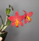 Cattleya - (Lc. Trick of Treat x Slc. Virginia Dickey) 10919 Orchids