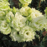 20 SEEDS green LISIANTHUS (Prairie Gentian) Eustoma flower bed plant USA Seller Flowering Plants