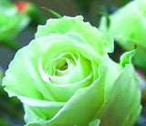 20 SEEDS for CLASSIC LIGHT GREEN Rose hybrid flower Bush exotic plant USA Seller Flowering Plants
