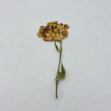 Vintage Dried Pressed Flower - unframed Dried Flower
