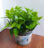 Set of 4 Artificial Small Green Leaf Grass Lifelike Plants Green Plant