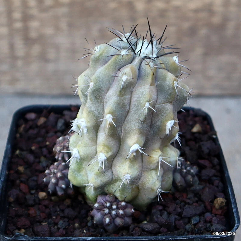 Copiapoa mollicula cactus in a pot, green body with white spines and buds