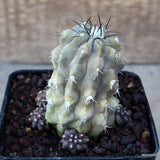 A5029 COPIAPOA MOLLICULA FR 525 pot9-H8-W7 cm MaMa Cactus Green Plant