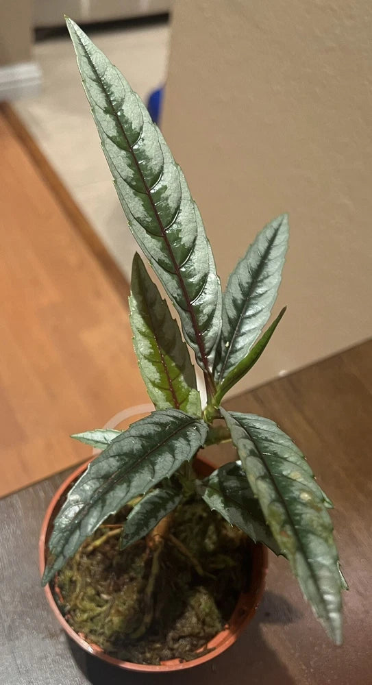 Potted orchid plant with long textured green leaves in a terracotta-style pot